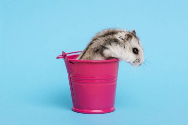 Kopya alanı ile mavi arka planda kova küçük hamster. Kova gri Suriyeli hamster. Bebek hayvan teması