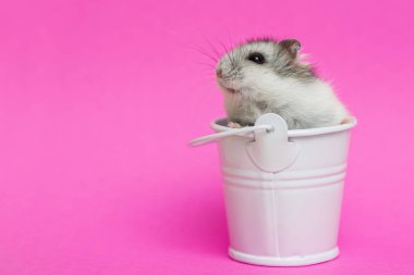 Kopya alanı ile pembe arka planda beyaz dekoratif kova küçük hamster. Kova gri Suriyeli hamster. Bebek hayvan teması