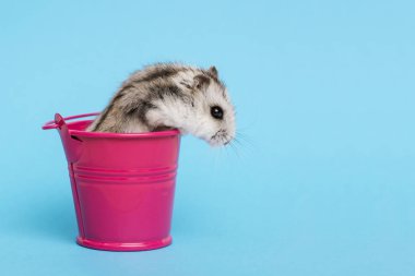 Kopya alanı ile mavi arka planda kova küçük hamster. Kova gri Suriyeli hamster. Bebek hayvan teması