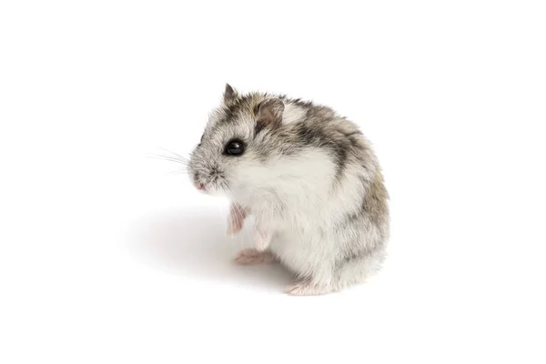 Pequeno hamster doméstico isolado em fundo branco. Cinza hamster sírio fica em suas pernas traseiras isolado em um fundo branco — Fotografia de Stock