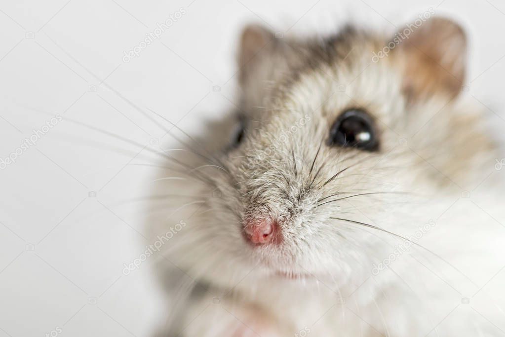 Hamster face close-up on a light background. Cute syrian hamster on white background