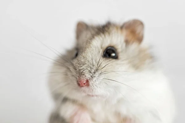 Hamster gezicht close-up op een lichte achtergrond. Cute Syrische hamster op witte achtergrond — Stockfoto