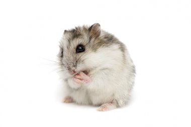 Syrian hamster on a white background . Small Jungar hamster on a white background clipart