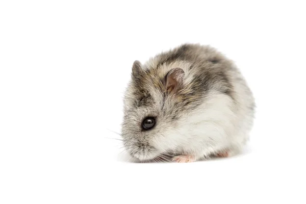 Syrische hamster op een witte achtergrond. Kleine Jungar hamster op een witte achtergrond — Stockfoto