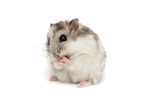 Beyaz arka planda Suriye hamsterı . Beyaz arka plan üzerinde küçük Jungar hamster
