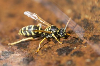 Yellow wasp drinks water. Insect. Close up macro shot of yellow jacket wasp floating on water