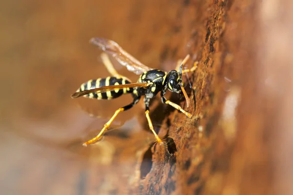 Gele wesp drinkt water. Insect. close-up macro shot van gele wesp op water — Stockfoto