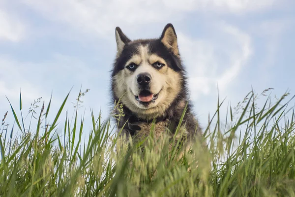 赫斯基在草地上狗在草地上的天空背景。早晨草地上的狗 — 图库照片