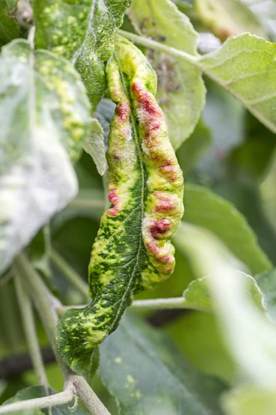 Fungal diseases of fruit trees. Taphrina deformans. Leaves of fruit trees with leaf curl disease