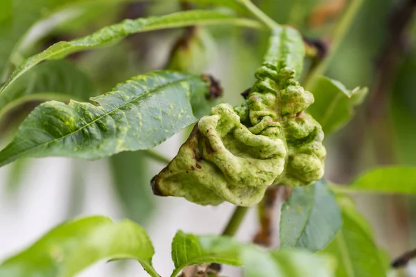 Fungal diseases of fruit trees. Taphrina deformans. Leaves of fruit trees with leaf curl disease