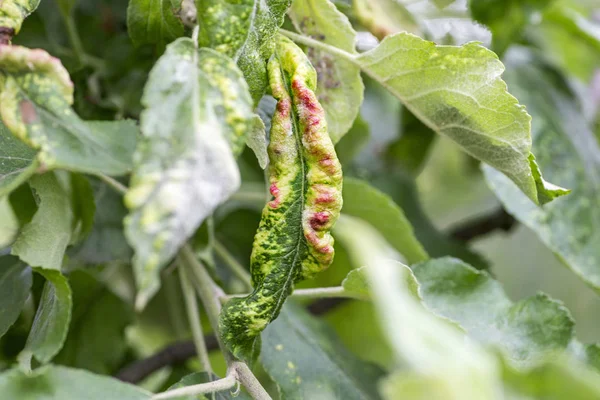 Fungal diseases of fruit trees. Taphrina deformans. Leaves of fruit trees with leaf curl disease