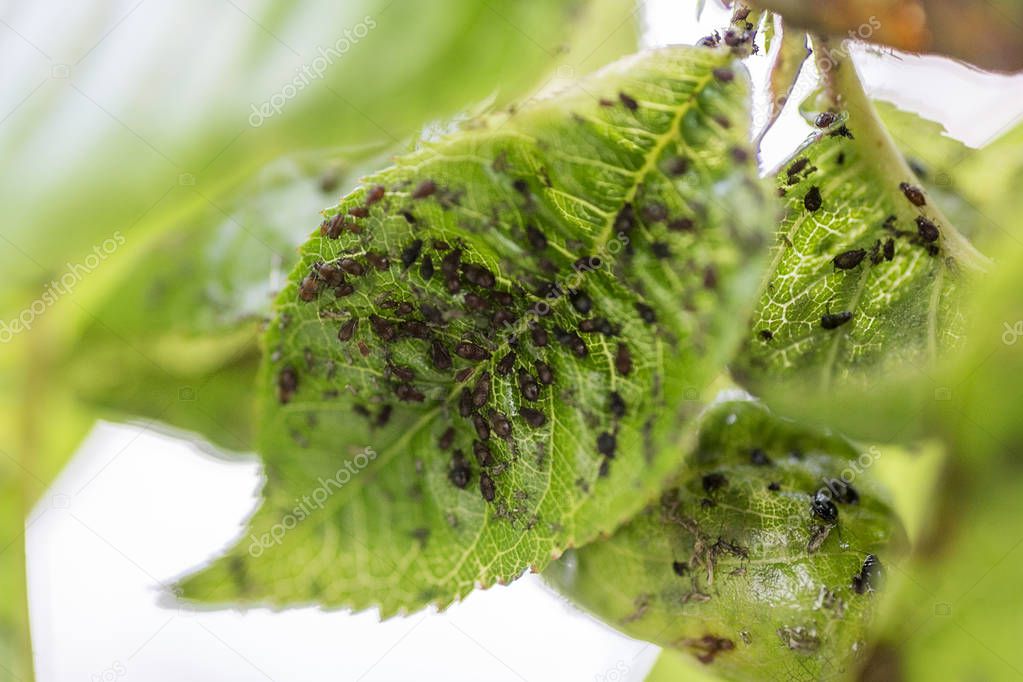 Branch of fruit tree with wrinkled leaves affected by black aphid. Cherry aphids, black fly on cherry tree, severe damage from garden pests