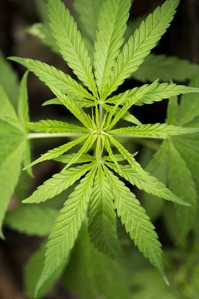Marihuana blade, cannabis på en mørk baggrund. Cannabis plante, voksende økologisk cannabis - Stock-foto