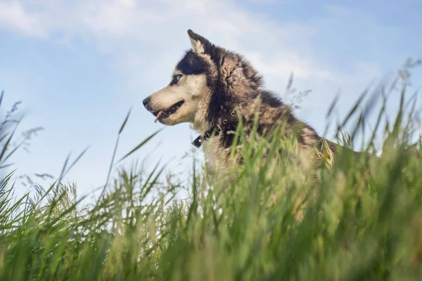 Хаски в траве. Собака в траве на фоне неба. Собака на утреннем лугу — стоковое фото