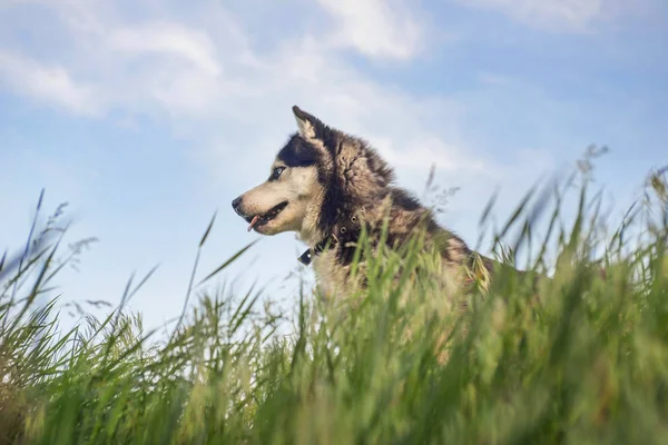 Husky na relva. Cão na grama no fundo do céu. Cão no prado da manhã — Fotografia de Stock