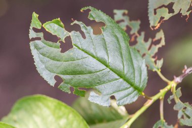 Hasarlı bitki yaprakları, yiyor. Yemiş ağaç yaprakları parazitler tarafından vurdu