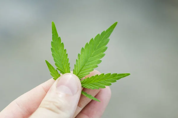 Man hand's holding a cannabis leaf. Concept of the theme of legalization and medical hemp in the world — Stock Photo, Image