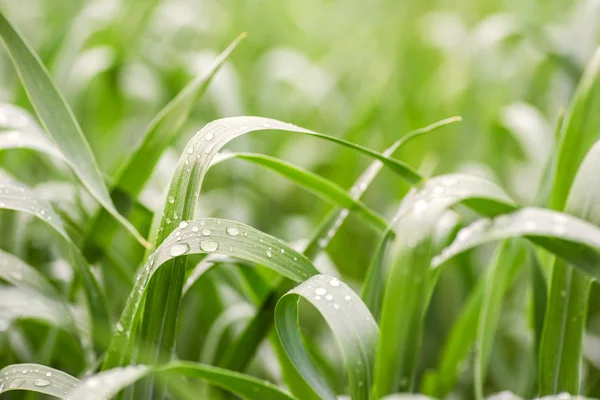 緑の背景のための草のクローズアップ露。緑の芝生の上に水滴のマクロ写真。美しい緑の草の背景に露の滴 — ストック写真