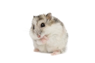 Beyaz arka planda Suriye hamsterı . Beyaz arka plan üzerinde küçük Jungar hamster