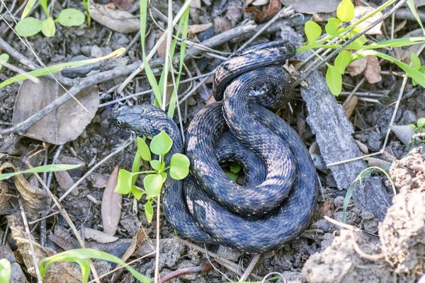 Serpente selvagem. Feche a foto da cobra exótica no chão. Espécie de réptil. Cobra venenosa, extremamente difundida na maior parte da Europa — Fotografia de Stock