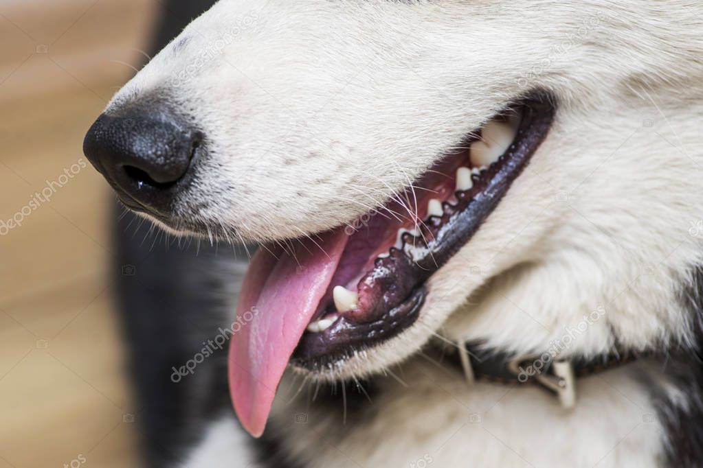Close-up of dog teeth, mouth. Open dog mouth showing tongue and teeth