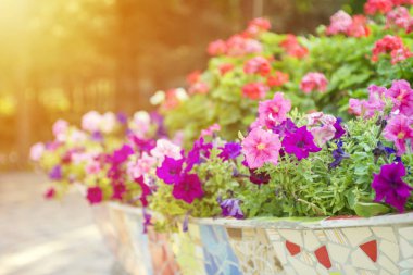 Parlak çiçekli çiçekler ile Seramik saksı. Güzel çiçekler