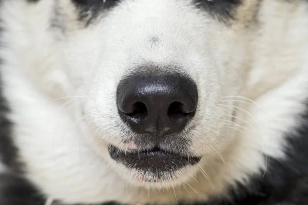 흰 강아지의 코와 입을 닫습니다. 개 코의 클로즈업 샷 — 스톡 사진