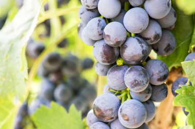 Bağda mavi üzümler. Sonbaharda olgun üzümler. Asma üzerinde olgun kırmızı şarap üzüm demetleri yakın çekim