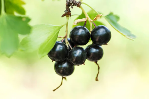 Tak van zwarte aalbes in de tuin. Zwarte bessen op een Bush close-up — Stockfoto