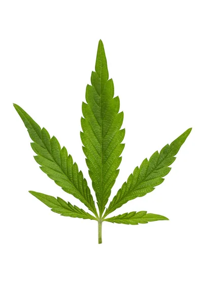 Folha de canábis isolada em branco. Folhas de cannabis verde isoladas em fundo branco. Crescimento de maconha medicinal — Fotografia de Stock