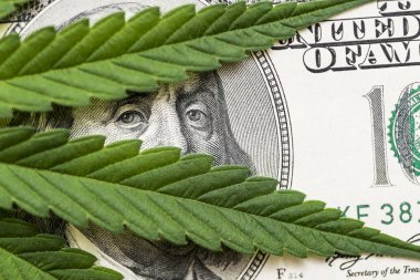 Para ve marihuana. İş kavramı, tıp ve kenevir, ilaç satan. ABD Franklin'in yüz dolarlık banknotu