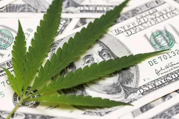 Cannabis medical marijuana leaf on one hundred dollar bills. A sheet of marijuana for money, dollars and cannabis, a legal and black market business — Stock Photo, Image