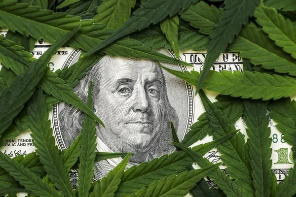 Benjamin Franklin'in yüzü, kenevir yaprağının arasında yüz dolarlık banknot. Marihuana yaprakları ile Para