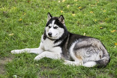 Çim üzerinde yatan Husky köpek. Mavi gözlü safkan Husky. Ev köpeği. Bir evcil hayvan ile yürümek