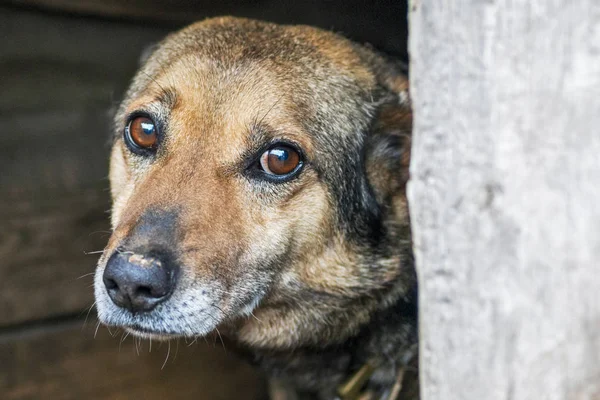 Homeless abandoned stray dog ??with very sad smart eyes. The homeless dog looks with huge sad eyes with the hope of finding a home and a host