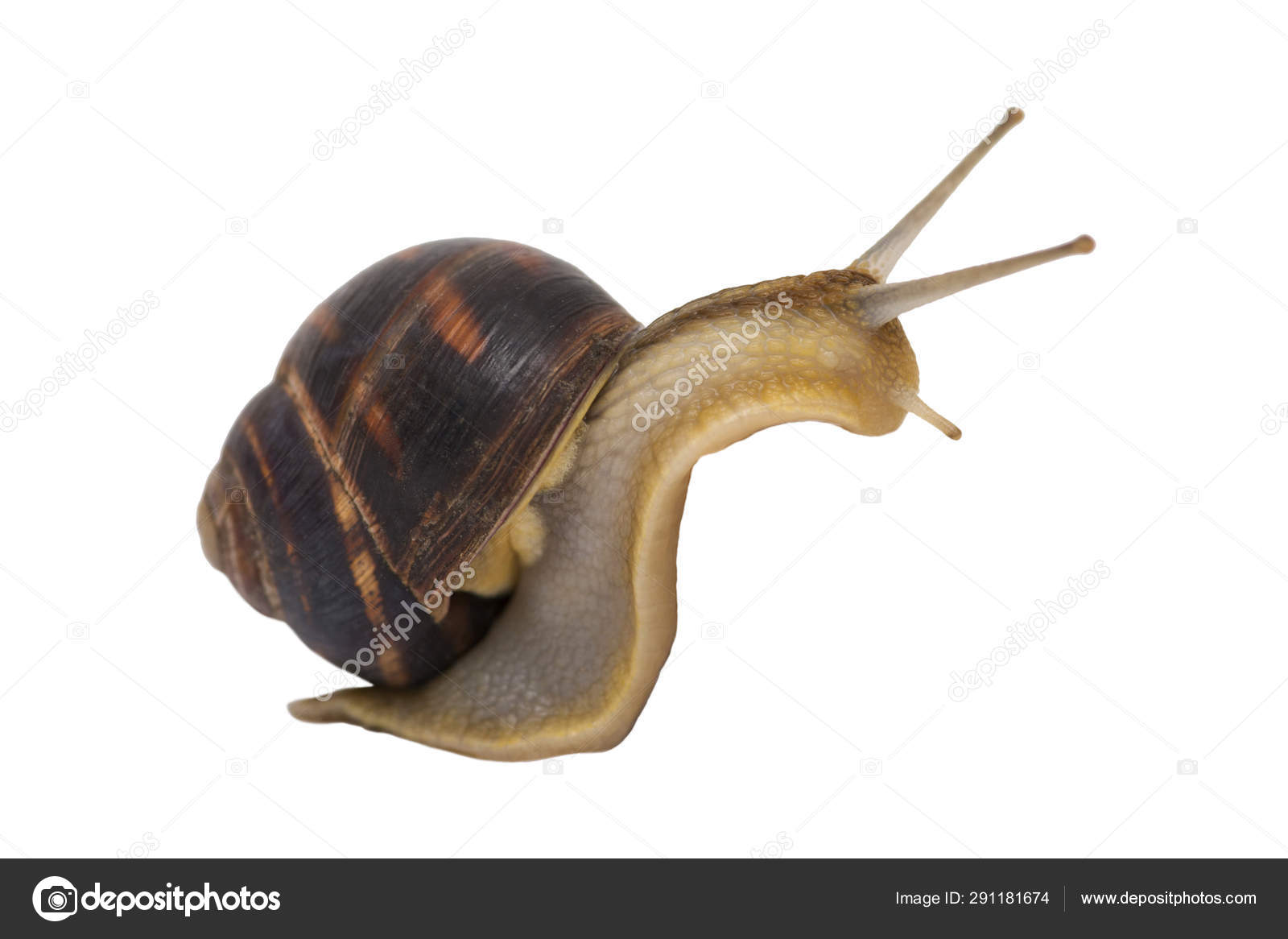Garden Snail Isolated On White Reeping Grape Snail Isolated On A White Background Stock Photo By C Spyrakot