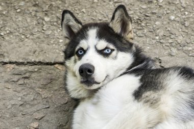 Cins husky köpeği. Husky yerde yatıyor ve ileriye bakıyor. Güzel mavi gözlü Husky