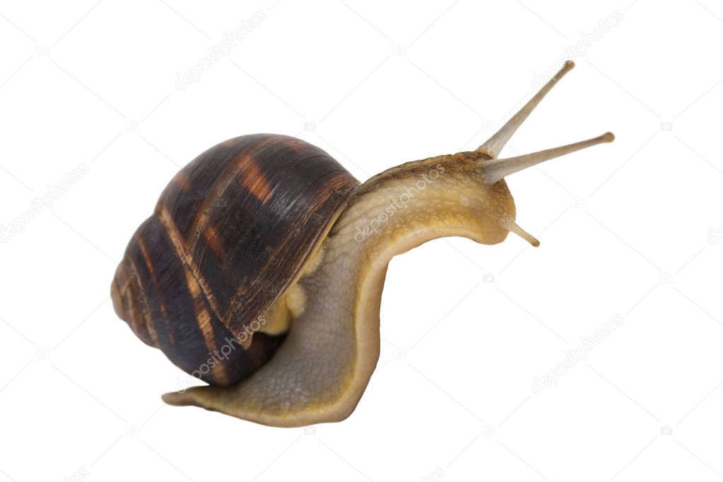 Garden snail isolated on white. Reeping grape snail isolated on a white background