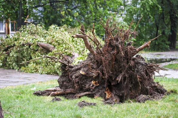 Danos na tempestade. Árvore caída após uma tempestade. Danos causados por tempestades de tornado fazem com que uma grande árvore madura seja quebrada e caia no chão — Fotografia de Stock