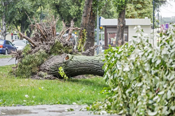 Storm damage. Fallen tree after a storm. Tornado storm damage causes a large mature tree to be broken and fell on the ground