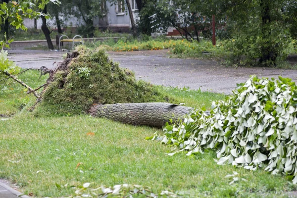 Dommages causés par la tempête. Arbre tombé après une tempête. Les tornades causent la rupture d'un grand arbre mature et sa chute au sol. — Photo