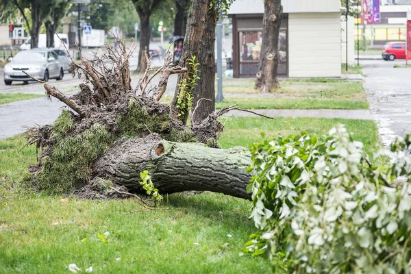 Storm damage. Fallen tree after a storm. Tornado storm damage causes a large mature tree to be broken and fell on the ground