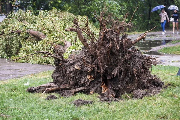 Danos na tempestade. Árvore caída após uma tempestade. Danos causados por tempestades de tornado fazem com que uma grande árvore madura seja quebrada e caia no chão — Fotografia de Stock