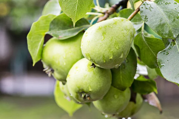 Rijpe peren met water druppels op een perenboom onder gebladerte in een boomgaard close-up. Rijpe peren met regen drops opknoping op de boom klaar voor oogst — Stockfoto