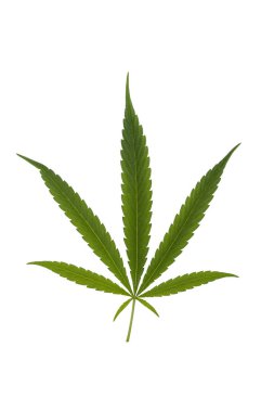 Kenevir yaprağı, beyaz arka plan üzerinde izole marihuana. Büyüyen tıbbi marihuana