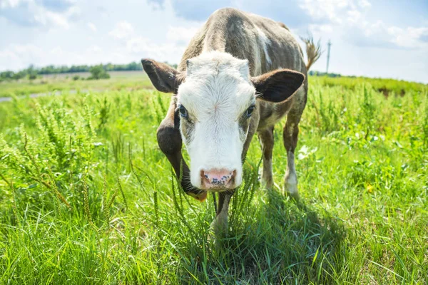 Bezerro pequeno bonito que está sozinho no pasto verde. Retrato de vaca de bezerro. Bezerro de vaca na natureza — Fotografia de Stock