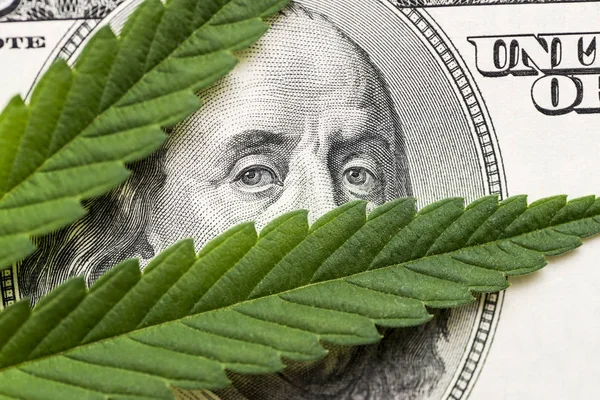 Leaf of marijuana in cash hundred dollar bills. A sheet of marijuana for money, dollars and cannabis, a legal and black market business — Stock Photo, Image