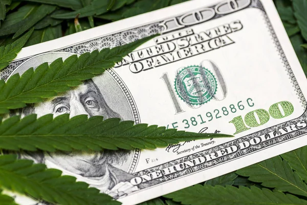 Leaf of marijuana in cash hundred dollar bills. A sheet of marijuana for money, dollars and cannabis, a legal and black market business — Stock Photo, Image