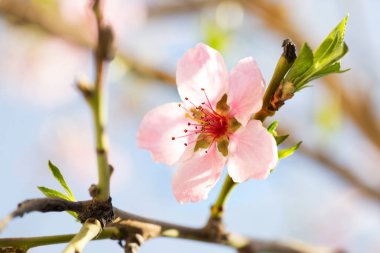İlkbaharda çiçek açan bir şeftali ağacı. Kırmızı çiçekler şeftali çiçekleri erken ilkbaharda çiçek açan