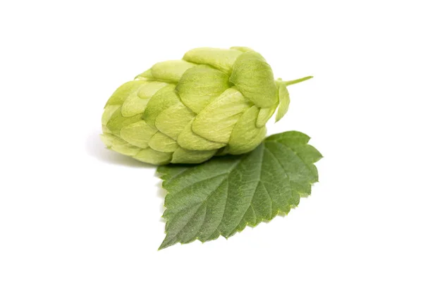 Grön hop isolerad på vit bakgrund. Fresh Green hop isolerad närbild med löv på vit bakgrund — Stockfoto